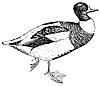 duck_2_th.gif
