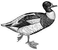 duck_2_sm.gif