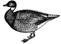 goose_1_md.gif