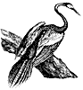 anhinga_1_th.gif