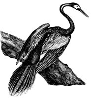 anhinga_1_lg.gif