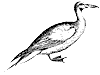 gannet_1_th.gif