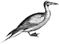 gannet_1_md.gif