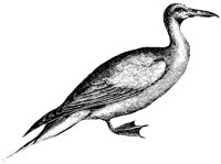 gannet_1_lg.gif