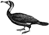 cormorant_1_sm.gif