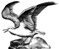 gull_1_sm.gif