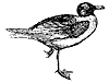 gull_2_th.gif