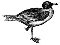 gull_2_lg.gif