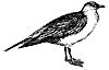 gull_4_th.gif