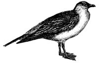 gull_4_md.gif