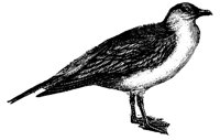 gull_4_lg.gif