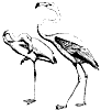 flamingo_2_th.gif