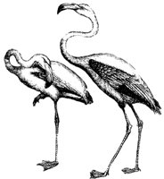 flamingo_2_md.gif