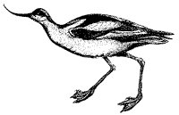 avocet_1_sm.gif