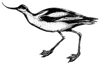 avocet_1_lg.gif
