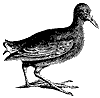 gallinule_1_th.gif