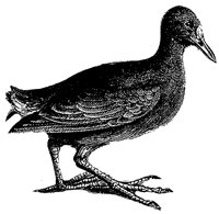 gallinule_1_md.gif