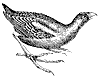 coot_1_th.gif