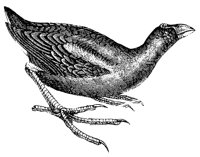coot_1_lg.gif
