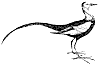 jacana_1_th.gif