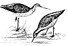 godwit_1_th.gif