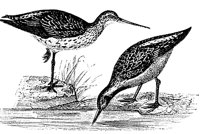 godwit_1_md.gif