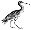 curlew_2_th.gif