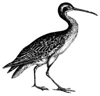 curlew_2_lg.gif