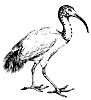 sacred-ibis_2_th.gif