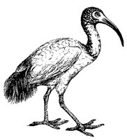 sacred-ibis_2_sm.gif