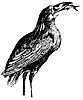 boatbill-heron_1_th.gif