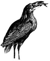 boatbill-heron_1_md.gif