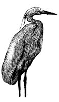 heron_2_md.gif