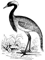 crane_3_md.gif