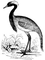 crane_3_lg.gif