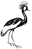 crowned-crane_4_th.gif