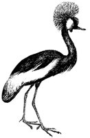 crowned-crane_4_md.gif