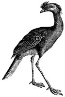 cariama_1_md.gif