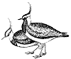 lapwing_1_th.gif