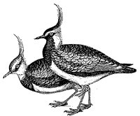 lapwing_1_sm.gif