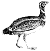 bustard_1_th.gif