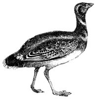 bustard_1_lg.gif