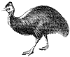 cassowary_1_th.gif
