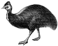 cassowary_1_lg.gif