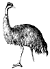emu_2_th.gif