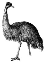 emu_2_md.gif