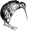 kiwi_1_th.gif