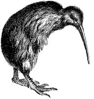 kiwi_1_sm.gif