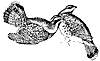 ruffed-grouse_1_th.gif