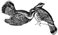 ruffed-grouse_1_lg.gif